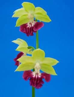 <img class='new_mark_img1' src='https://img.shop-pro.jp/img/new/icons15.gif' style='border:none;display:inline;margin:0px;padding:0px;width:auto;' />M֤ͤʬۡǻ塡ءġֲʤ