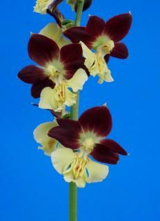 <img class='new_mark_img1' src='https://img.shop-pro.jp/img/new/icons15.gif' style='border:none;display:inline;margin:0px;padding:0px;width:auto;' />M֤ͤʬۡ塡ءġ