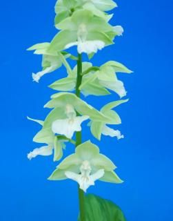 <img class='new_mark_img1' src='https://img.shop-pro.jp/img/new/icons15.gif' style='border:none;display:inline;margin:0px;padding:0px;width:auto;' />M֤ͤʬ꡼ۡ塡ء桹ġֲʤ