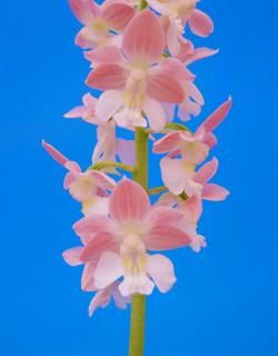 <img class='new_mark_img1' src='https://img.shop-pro.jp/img/new/icons15.gif' style='border:none;display:inline;margin:0px;padding:0px;width:auto;' />鿧塡˧ġֲա