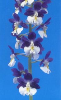 <img class='new_mark_img1' src='https://img.shop-pro.jp/img/new/icons15.gif' style='border:none;display:inline;margin:0px;padding:0px;width:auto;' />ͻʤɤ餵ġֲ