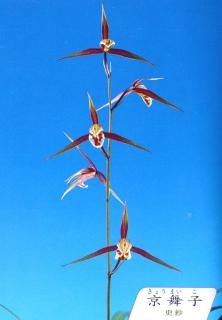 <img class='new_mark_img1' src='https://img.shop-pro.jp/img/new/icons15.gif' style='border:none;display:inline;margin:0px;padding:0px;width:auto;' />ҡʤ礦ޤ˾