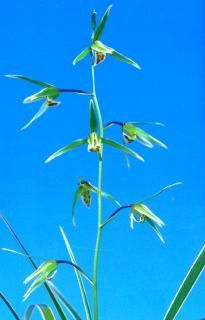 <img class='new_mark_img1' src='https://img.shop-pro.jp/img/new/icons15.gif' style='border:none;display:inline;margin:0px;padding:0px;width:auto;' />פοʤ䤯Τߤ椭˾