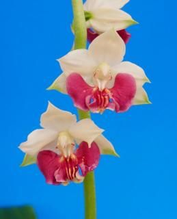 <img class='new_mark_img1' src='https://img.shop-pro.jp/img/new/icons15.gif' style='border:none;display:inline;margin:0px;padding:0px;width:auto;' />M֤ͤʬ ۡ塡ءġ֤ʤ