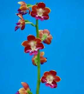 <img class='new_mark_img1' src='https://img.shop-pro.jp/img/new/icons15.gif' style='border:none;display:inline;margin:0px;padding:0px;width:auto;' />M֤ͤʬ ʤؤۡȻġ