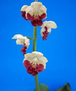 <img class='new_mark_img1' src='https://img.shop-pro.jp/img/new/icons15.gif' style='border:none;display:inline;margin:0px;padding:0px;width:auto;' />ۡǻ塡֡ġֲꡩ