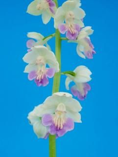 <img class='new_mark_img1' src='https://img.shop-pro.jp/img/new/icons15.gif' style='border:none;display:inline;margin:0px;padding:0px;width:auto;' />ۡø֥롼ġ