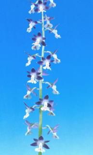 T֤ͤʬ˹ɱʤ礦ΤҤġֲ