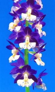 えびね（自然種・登録品） - 有限会社 萠春園