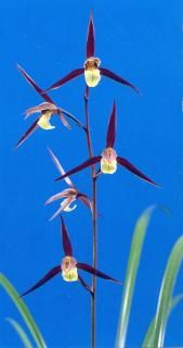 <img class='new_mark_img1' src='https://img.shop-pro.jp/img/new/icons15.gif' style='border:none;display:inline;margin:0px;padding:0px;width:auto;' />ʤ˾ڳ