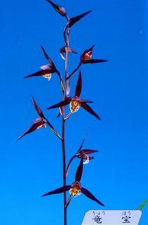 <img class='new_mark_img1' src='https://img.shop-pro.jp/img/new/icons15.gif' style='border:none;display:inline;margin:0px;padding:0px;width:auto;' />εʤ夦ۤ˾ڳ