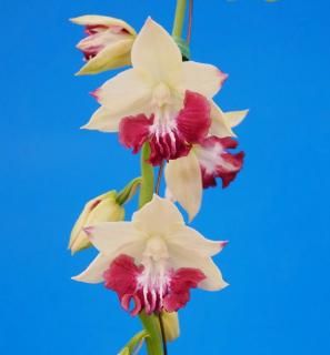 <img class='new_mark_img1' src='https://img.shop-pro.jp/img/new/icons15.gif' style='border:none;display:inline;margin:0px;padding:0px;width:auto;' />���ۡ�ǻ�ֹ��塡�����ء����ġ�