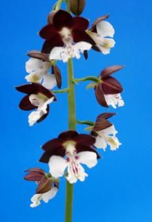 <img class='new_mark_img1' src='https://img.shop-pro.jp/img/new/icons15.gif' style='border:none;display:inline;margin:0px;padding:0px;width:auto;' />���ۡ���������ġ�