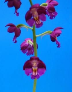 <img class='new_mark_img1' src='https://img.shop-pro.jp/img/new/icons15.gif' style='border:none;display:inline;margin:0px;padding:0px;width:auto;' />ǻ�硡�ݲ־��ز֡������ġ��ֲ��դ��ʡ�