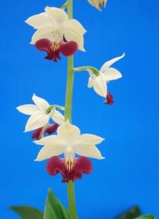 <img class='new_mark_img1' src='https://img.shop-pro.jp/img/new/icons15.gif' style='border:none;display:inline;margin:0px;padding:0px;width:auto;' />�򥯥꡼���ۡ�ǻ�ֹ��塡���ء������ġ��ֲ����ʡ�