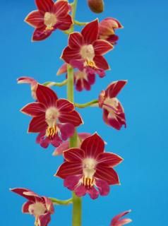 <img class='new_mark_img1' src='https://img.shop-pro.jp/img/new/icons15.gif' style='border:none;display:inline;margin:0px;padding:0px;width:auto;' />��ʤ�ؤ�ǻ�����ۡ�ǻ�����塡���ءʰ���ͽ��������ġ�