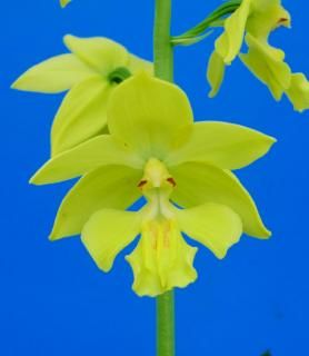 <img class='new_mark_img1' src='https://img.shop-pro.jp/img/new/icons15.gif' style='border:none;display:inline;margin:0px;padding:0px;width:auto;' />�����ʤ�������˼��ճ���ͽ������ġ��ֲ�����