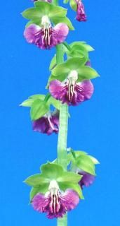 <img class='new_mark_img1' src='https://img.shop-pro.jp/img/new/icons15.gif' style='border:none;display:inline;margin:0px;padding:0px;width:auto;' />���𸶡ʤ�����������˰���ͽ���������