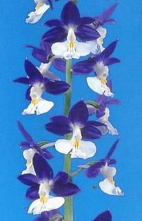 <img class='new_mark_img1' src='https://img.shop-pro.jp/img/new/icons15.gif' style='border:none;display:inline;margin:0px;padding:0px;width:auto;' />����ʤ��������˼��ճ���ͽ��������ġ��ֲ�����