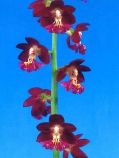 <img class='new_mark_img1' src='https://img.shop-pro.jp/img/new/icons15.gif' style='border:none;display:inline;margin:0px;padding:0px;width:auto;' />��˱�ʤ����ۤ��˼��ճ���ͽ��������ġ��ֲ�����