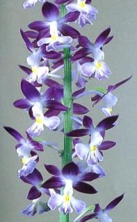 <img class='new_mark_img1' src='https://img.shop-pro.jp/img/new/icons15.gif' style='border:none;display:inline;margin:0px;padding:0px;width:auto;' />�����ʤ����ۤ��˰���ͽ���������