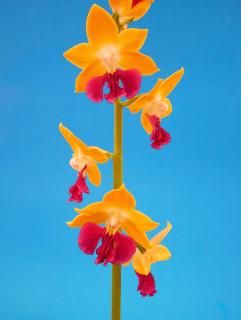 <img class='new_mark_img1' src='https://img.shop-pro.jp/img/new/icons15.gif' style='border:none;display:inline;margin:0px;padding:0px;width:auto;' />ŷ�����ʤƤ󤸤�ۤ��ˡ�����