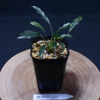 Homalomena sp. Siberut sumateraLA0212-00ۡʺ߸No.HO-1004