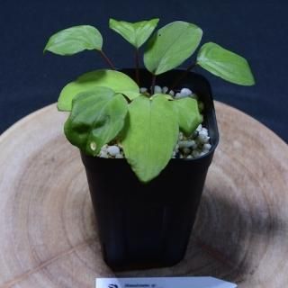 Homalomena sp. Malalak TK110117（在庫No.HO-1016） - DISCOVERY