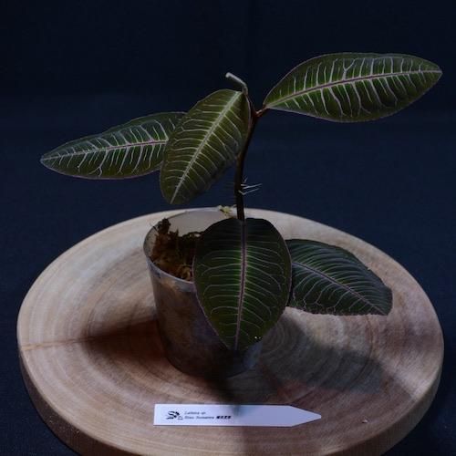 ラビシア　極美黒紫 Labisia sp. Riau Sumatera 極美黒紫（在庫No.PL-1004） - DISCOVERY