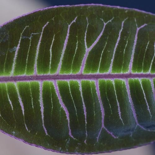 Labisia sp. Riau Sumatera 極美黒紫（在庫No.PL-1004） - DISCOVERY