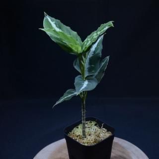 Aglaonema pictum PS-D from Padang Sidempuan [HW1223-01d] No.30߸No.Ag240706