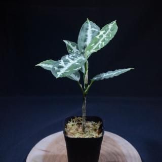 Aglaonema pictum TG-7 from Tigalingga [HW1123-01g] No.9߸Ag240708