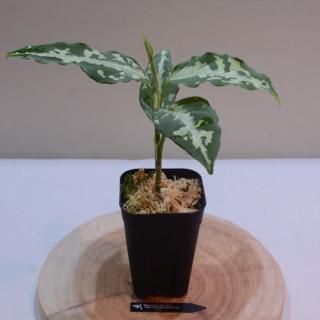 Aglaonema pictum TG-5 from Tigalingga [HW1123-01e] No.4߸No.A102401