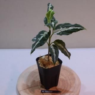 Aglaonema pictum PS-B from Padang Sidempuan [HW1223-01d] No.25߸No.A102403