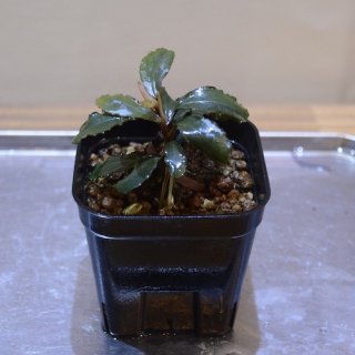 ڿBucephalandra sp. "Kayulapis 3ɡTBˡ߸No.B112403