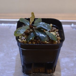 ڿBucephalandra sp. "Kayulapis 3ɡTBˡ߸No.B112404