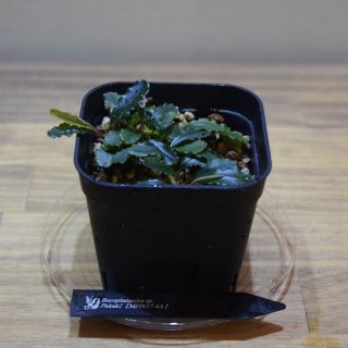 Bucephalandra sp. Pakak2MF0417-4Aۡ߸No.B112408