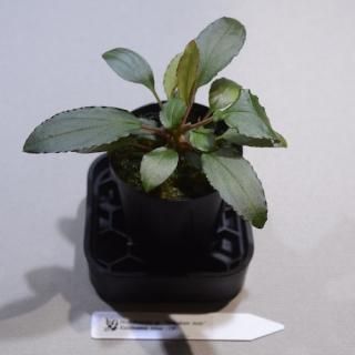 Homalomena sp. Mahakam hulu Kalimantan timurTBˡ߸No.H032516