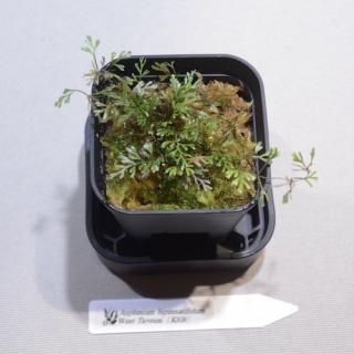 Asplenium bipinnatifidum West TaveuniKSBˡ߸No.P032512