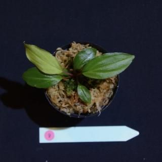 Homalomena hyb. Sekadauߥ饦ʥʿȪˡYR2309-f1ۡNo.8