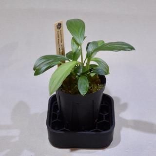 Homalomena 濡烏×Aceh Silver 【SSP23-01-f1】 Homalomena 濡烏×Aceh