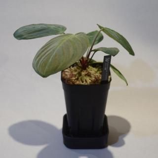 Homalomena - DISCOVERY