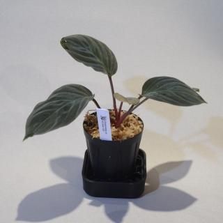 Homalomena - DISCOVERY