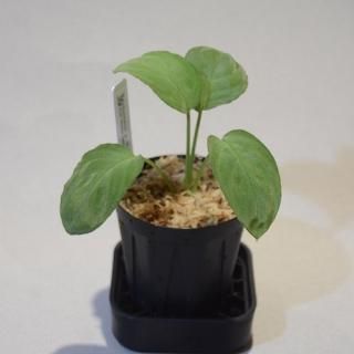 Homalomena - DISCOVERY