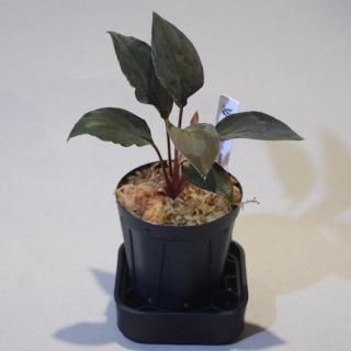 Homalomena sp. Papua Barat【LA0021-05z】 Homalomena sp. Papua Barat【LA0021-05z】 Homalomena sp. Papua