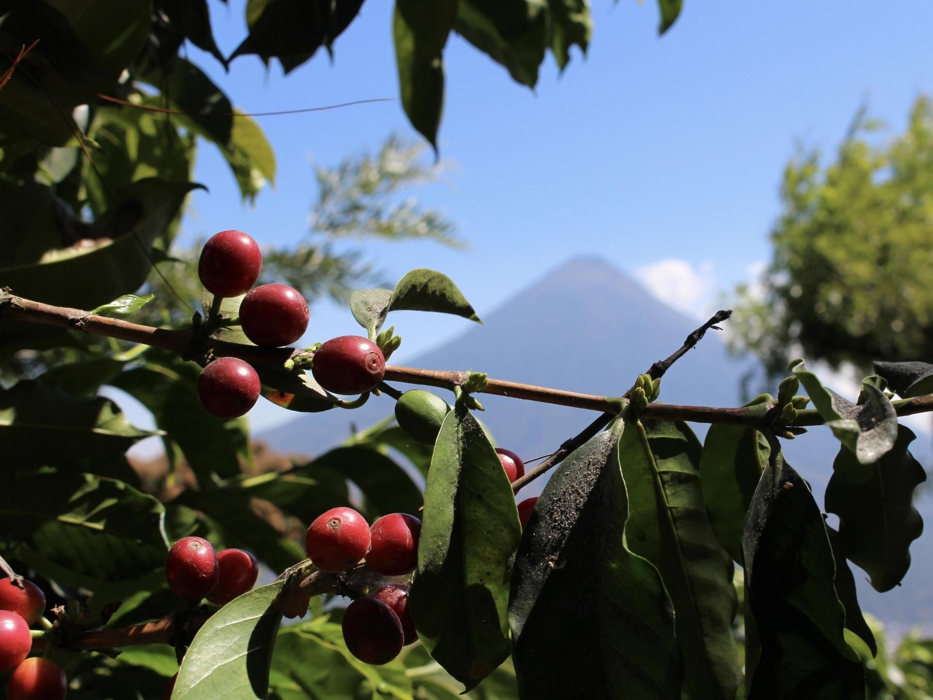 <img class='new_mark_img1' src='https://img.shop-pro.jp/img/new/icons14.gif' style='border:none;display:inline;margin:0px;padding:0px;width:auto;' />ƥޥ֥ƥʥ쥹ץƥȡ200g