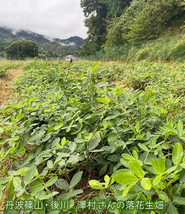 丹波篠山産 有機JAS認証生落花生