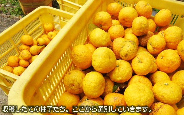 水尾の柚子畑5種セット［1セット］ - 旅する野菜畑レッドビーンズ