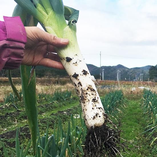 丹波市産 丹波太ねぎ