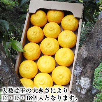 本柚子の木（果実豊富）　高さ約1.2メートル 本柚子の木（果実豊富） 高さ約1.2メートル 京都市産 水尾の